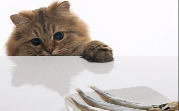 猫咪爱吃鱼它们会被鱼刺卡到吗-小猫会不会在吃鱼的时候被鱼刺卡到 猫咪爱吃鱼它们会被鱼刺卡到吗-小猫会不会在吃鱼的时候被鱼刺卡到