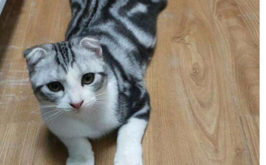 折耳猫为什么难养 折耳猫为什么难养
