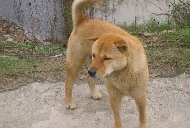 中国土狗四大名狗-中华田园犬12个品种 中国土狗四大名狗-中华田园犬12个品种