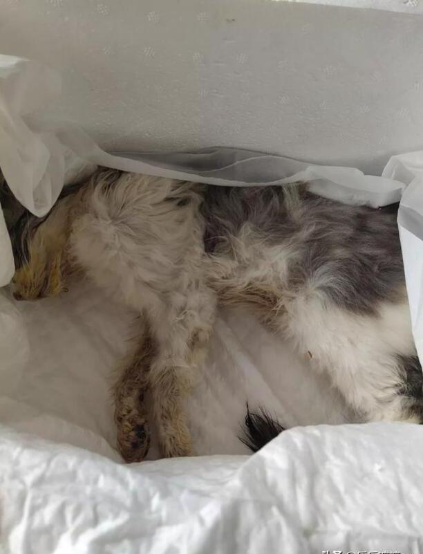 猫咪得了猫瘟怎么办医生说不用治了熬过7天就好 猫咪得了猫瘟怎么办医生说不用治了熬过7天就好