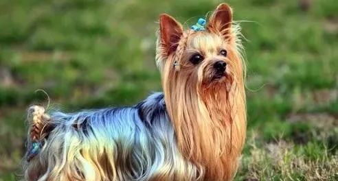 小型犬排名前10名-小型犬排名有哪些