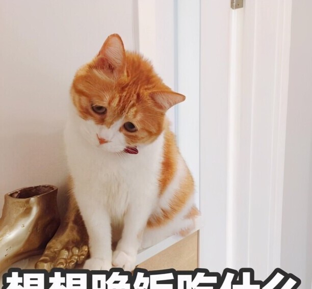 中华田园猫一般多少钱一只-哪里可以买到中华田园猫多少钱一只