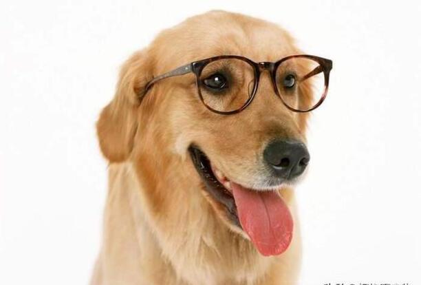 马尔济斯犬养公的好还是母的好-送女孩什么狗狗好