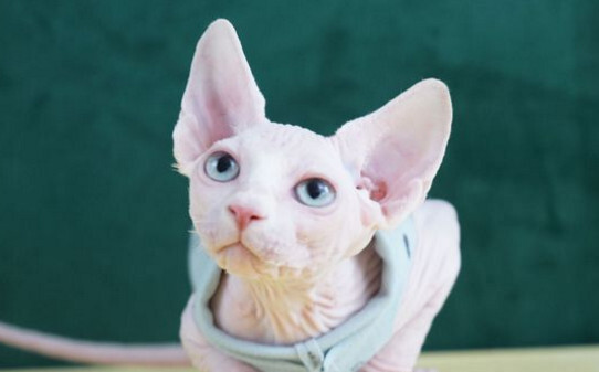 不长毛的猫叫什么名字