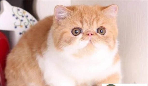 波斯猫和加菲猫的区别有哪些-波斯和加菲的区别