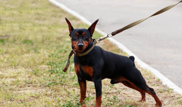 中小型犬-中小型犬品种大全
