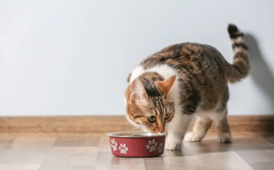 猫太瘦了怎么喂胖