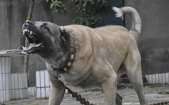 世界100禁养猛犬排行榜:排行前十的禁养犬类有哪些