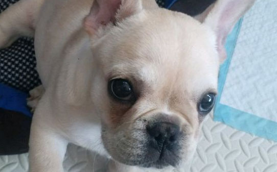 给宠物犬修剪毛发的剪刀有哪些