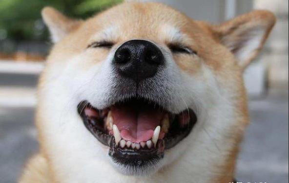 秋田犬和柴犬的区别有哪些