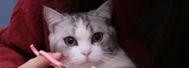 如何正确的给猫咪剪指甲