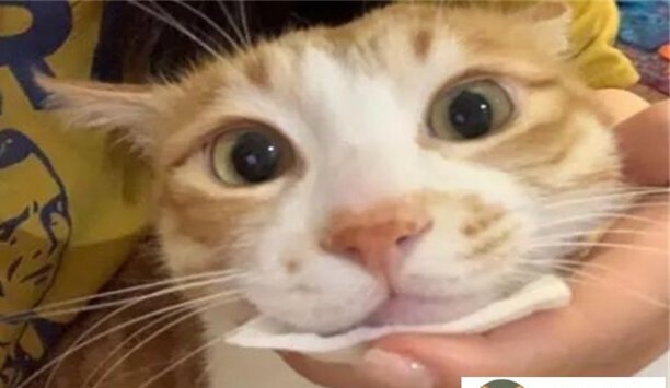 猫叫声音驱赶老鼠可行吗-猫叫声能吓走老鼠吗 猫叫声音驱赶老鼠可行吗-猫叫声能吓走老鼠吗