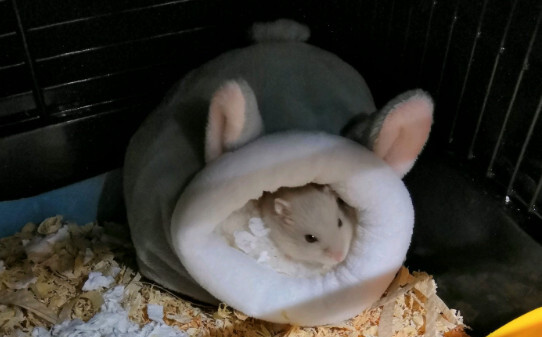 仓鼠可以吃面包么