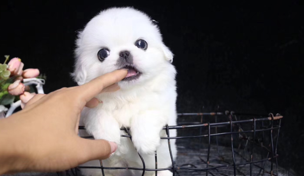 比较适合在家养的小型犬京巴狗-北京小型犬的品种