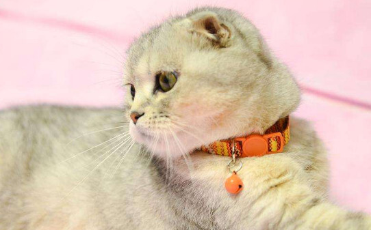 猫咪为什么不能戴铃铛 猫咪为什么不能戴铃铛