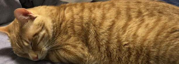 盘点有关橘猫的7个冷知识