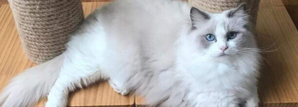 一只布偶猫一天需要多少开支 一只布偶猫一天需要多少开支