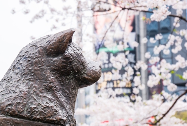 中华田园犬多少钱一只-中华田园犬一个月花费
