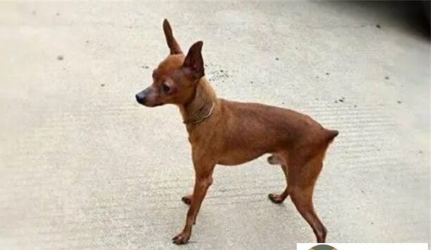 小鹿犬价格多少钱一只-一般鹿犬要多少钱一只