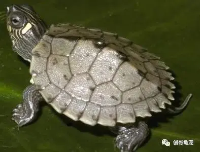 天使眼地图龟和普通有什么区别-地图龟为什么是哈士奇 天使眼地图龟和普通有什么区别-地图龟为什么是哈士奇