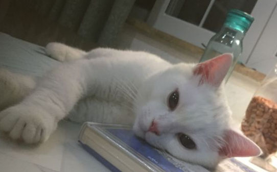 被猫咪抓出血打了疫苗却感到四肢发麻