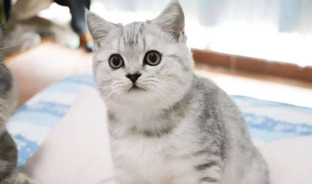 银渐层猫一般市场价多少-2100买一个银渐层贵吗
