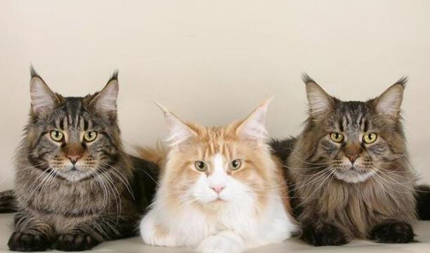 猫的品种大全-十大好看的猫品种 猫的品种大全-十大好看的猫品种