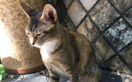 猫上门有什么说道吗