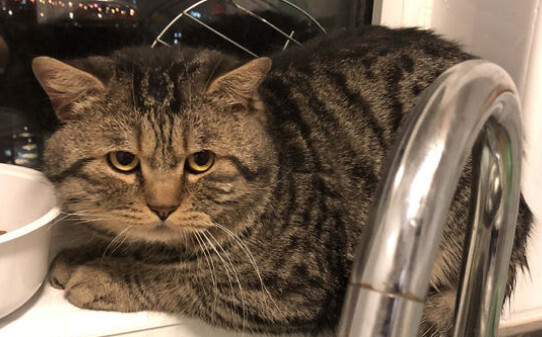猫咪交配的知识猫咪交配要注意什么