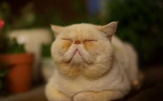 猫肾衰竭吃什么药