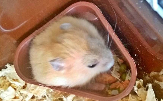 仓鼠头掉毛怎么办