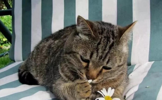 敲猫头会怎样