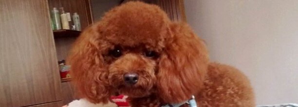 给宠物犬修剪毛发的剪刀有哪些