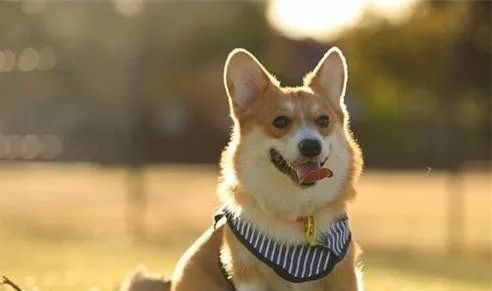 小型犬排名前10名-小型犬排名有哪些