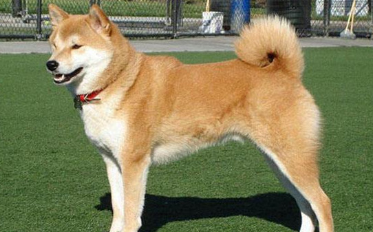 秋田犬和柴犬的区别有哪些