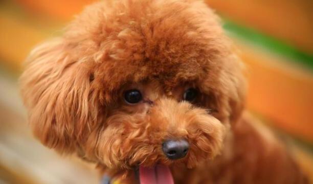 马尔济斯犬养公的好还是母的好-送女孩什么狗狗好
