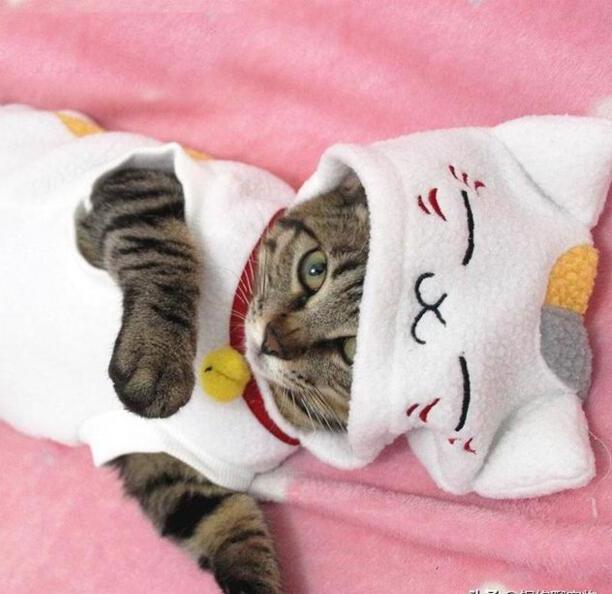 养猫对孩子的巨大危害-家里有小孩能养猫吗