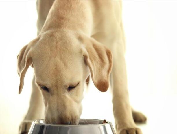 拉布拉多犬的价格多少钱一只-拉布拉多犬多少钱一只