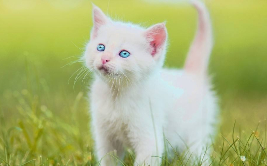 白色蓝眼睛的猫是什么品种 白色蓝眼睛的猫是什么品种