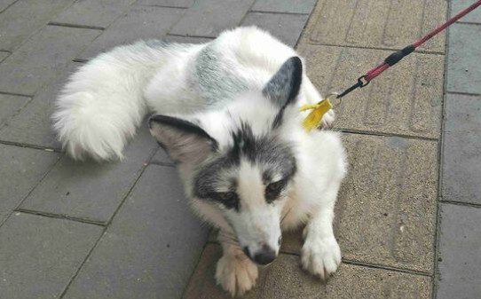 养狐狸优缺点 养狐狸优缺点