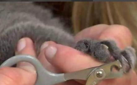 如何正确的给猫咪剪指甲