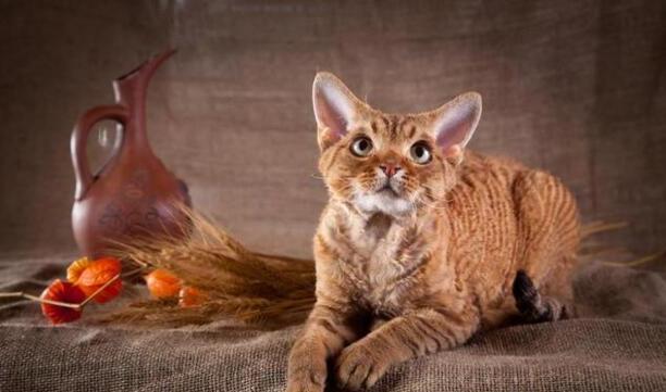 猫的品种大全-十大好看的猫品种 猫的品种大全-十大好看的猫品种