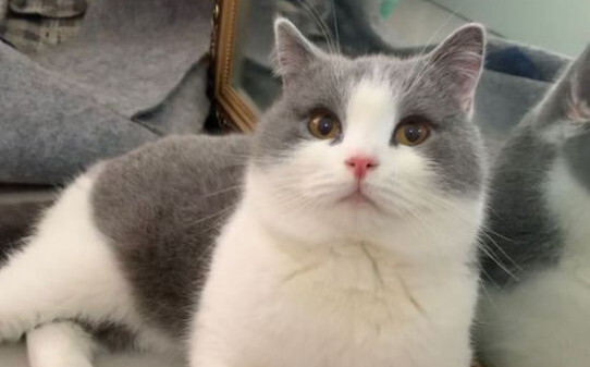 哪些人不适合养猫