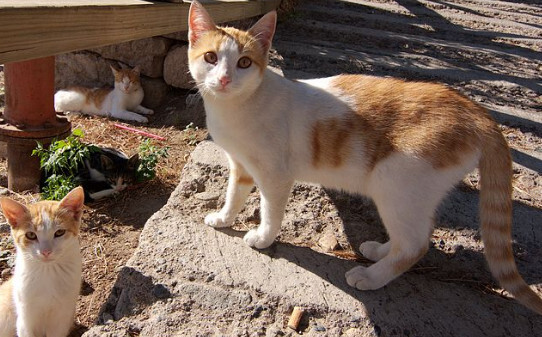 猫咪死胎排不出