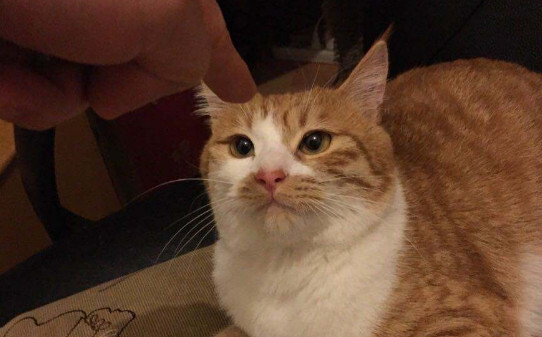 猫咬人表示什么意思