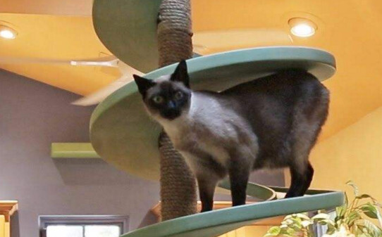 怎么让猫咪玩猫爬架