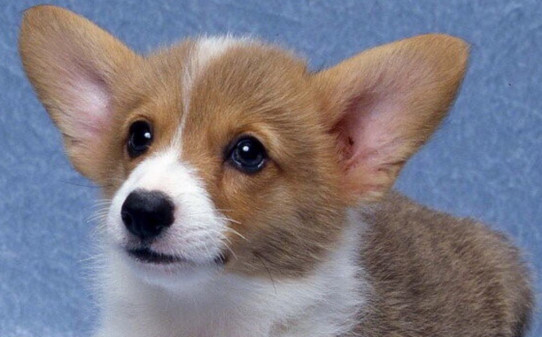 柯基犬柴犬区别