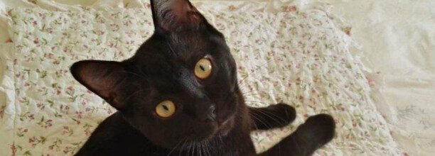 黑猫古代称呼 黑猫古代称呼