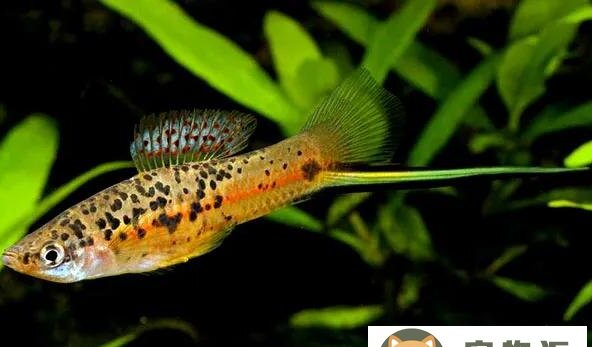 淡水观赏鱼的种类及图片大全-十大新手养不死的淡水观赏鱼