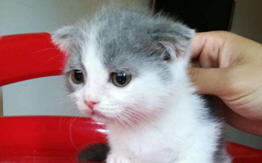 猫咪皮肤变色恨主人十种表现